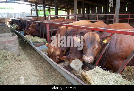 Domestic Cattle, Stabiliser bulls, herd feeding at feed barrier in shed, Yorkshire, England, United Kingdom Stock Photo