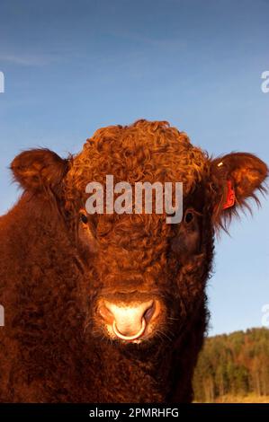 Domestic cattle, Luing bull, close-up of the head, on mountain pasture, Northumberland, England, winter Stock Photo