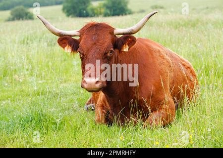 Domestic cattle, Salers cow, resting on pasture, Lot region, France Stock Photo