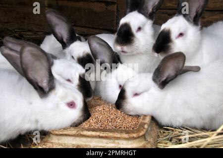 An young rabbits of the Californian breed Stock Photo