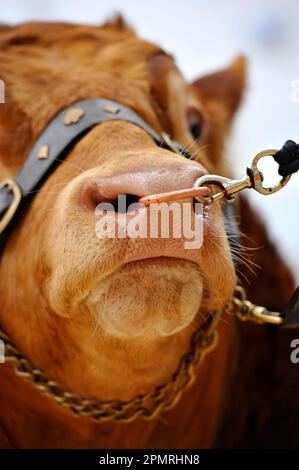 Domestic cattle, Limousin bull, close-up of head, with nose ring and clip, at presale show, England, United Kingdom Stock Photo