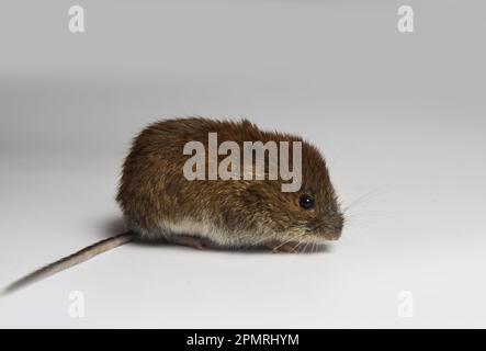 Theriology. Mouse-like rodents of boreal forests and bush tundra, north-east of Europe. Large-toothed redback vole (Clethrionomys rufocanus) as the ba Stock Photo