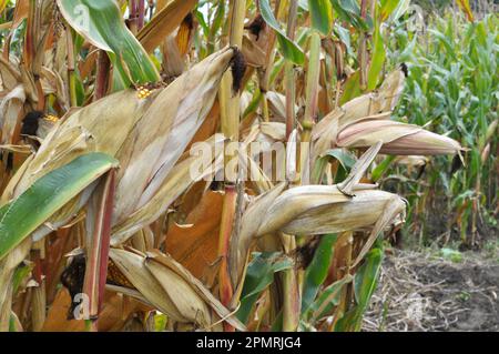A cob ripened in a field on a corn stalk Stock Photo