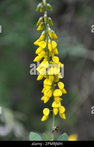 Lembotropis nigricans grows in the wild in summer Stock Photo