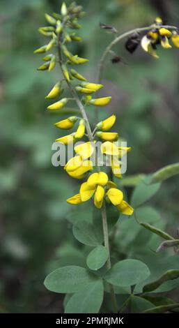 Lembotropis nigricans grows in the wild in summer Stock Photo