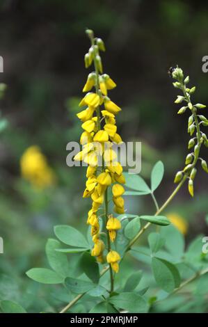 Lembotropis nigricans grows in the wild in summer Stock Photo