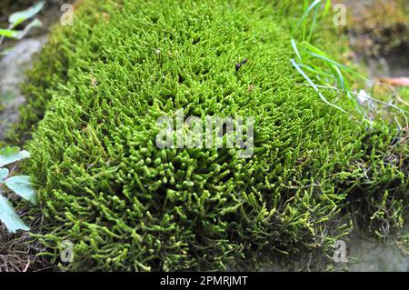In the forest in the wild on the stone grows moss Anomodon Stock Photo