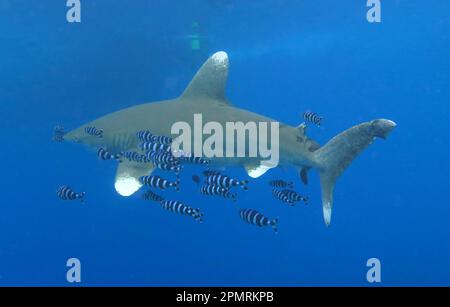 Oceanic whitetip shark (Carcharhinus longimanus), Brother Islands, Red Sea, Egypt Stock Photo