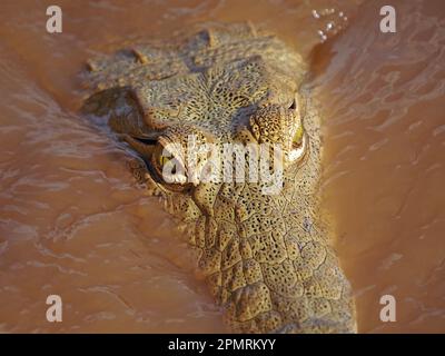 close-up of lurking Nile Crocodile (Crocodylus niloticus) in murky waters of Galana River, Kulalu, Kenya, Africa Stock Photo