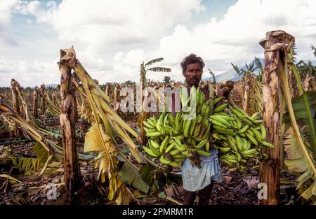A farmer standing with unripe bananas in the plantation field destroyed by whirl wind at Sirumugai, Tamil Nadu, South India, India, Asia Stock Photo