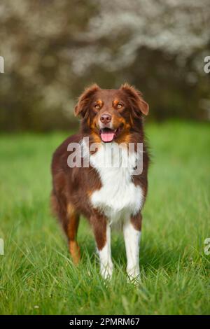 Australian Shepherd, red-tri Stock Photo
