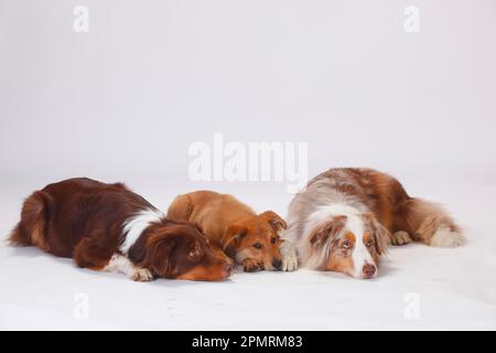 Australian Shepherds, males, and Harzer fox, puppy, 3 months Stock Photo