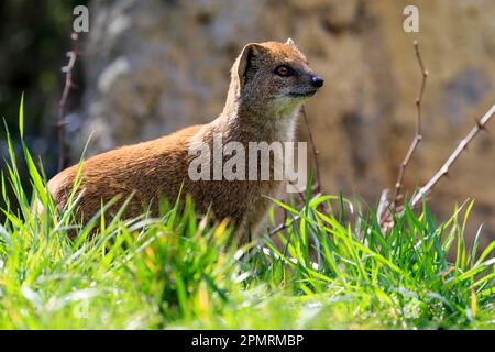 Red meerkat (Cynictis penicillata), yellow mangooses, captive Stock Photo