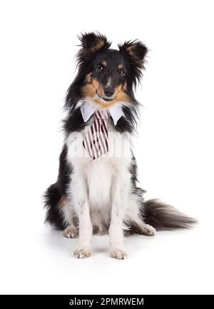 Shetland dog sitting with a tie on a white background Stock Photo