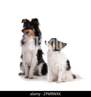 Shetland dog and chihuahua sitting on white background Stock Photo