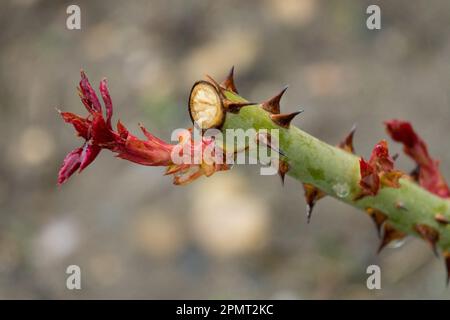 Rosa shoots, Rose bush, Spring, Branch Thorns Stock Photo