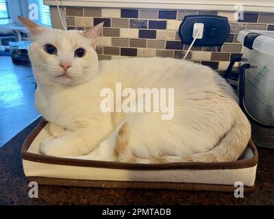 Mitzie the flamepoint Siamese Stock Photo