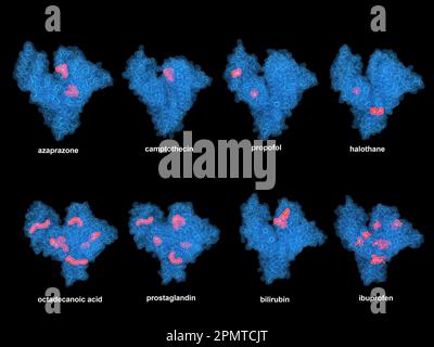 Human serum albumin protein with various ligands, illustration Stock Photo