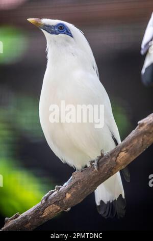 a Bali myna (Leucopsar rothschildi) stands on the tree, a medium-size  stocky myna, almost wholly white with a long, drooping crest, black tips Stock Photo