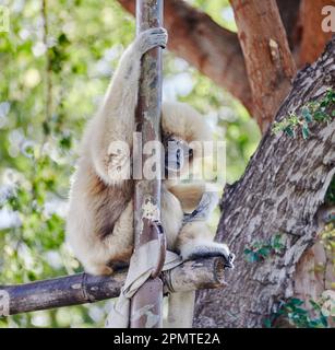 A White-handed Gibbon sitting in a Tree Stock Photo