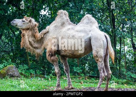 the closeup image of Bactrian camel (Camelus bactrianus). A large even-toed ungulate native to the steppes of Central Asia. It has two humps Stock Photo