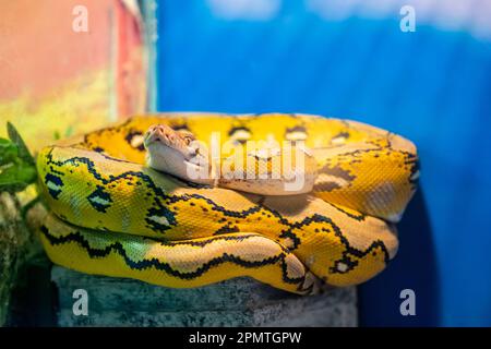 The reticulated python (Malayopython reticulatus) is a species of snake in the family Pythonidae. The species is native to South Asia and Southeast Stock Photo
