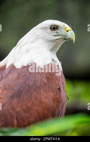 The closeup image of Brahminy kite (Haliastur indus). They are found in the Indian subcontinent, Southeast Asia, and Australia. Stock Photo