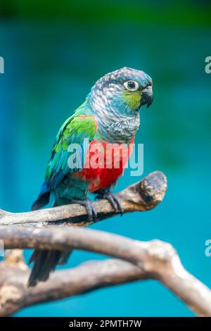 Crimson-bellied parakeet (Pyrrhura perlata) is a species of parrot in the family Psittacidae. adults are partly green in colour. Stock Photo