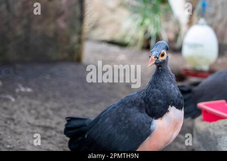 The maleo (Macrocephalon maleo) is a large megapode and is endemic to Sulawesi and the nearby smaller island of Buton in Indonesia. Stock Photo