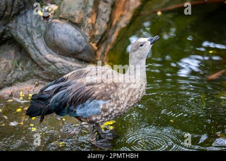 The blue-winged goose (Cyanochen cyanoptera) is a waterfowl species which is endemic to Ethiopia.  It has a small black bill and black legs. A chunky Stock Photo