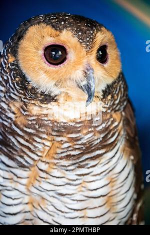The spotted wood owl (Strix seloputo) is an owl of the earless owl genus, Strix. Its range is disjunct; it occurs in many regions surrounding Borneo. Stock Photo