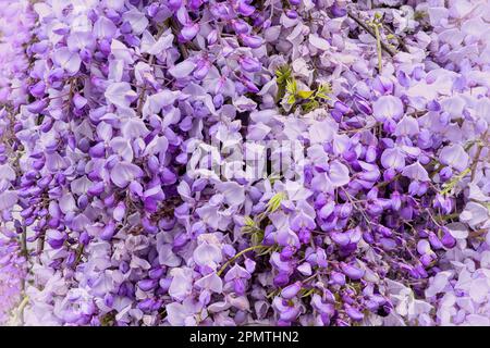 Purple and white Wisteria flowering plant, closeup in full bloom Stock Photo