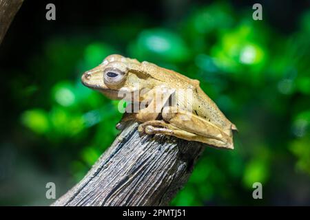 Borneo eared frog (Polypedates otilophus) is a species of frog in the family Rhacophoridae. It is endemic to Borneo. Stock Photo