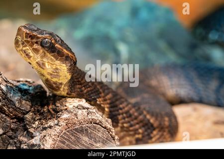 Northern cottonmouth (Agkistrodon piscivorus) is one of the world's few semiaquatic vipers  and is native to the southeastern United States. Stock Photo
