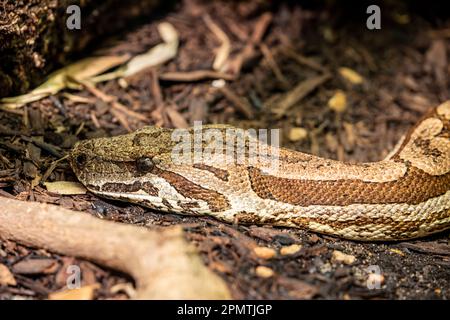 Dumeril's boa (Acrantophis dumerili) is a species of non-venomous snake in the family Boidae. The species is endemic to Madagascar. Stock Photo