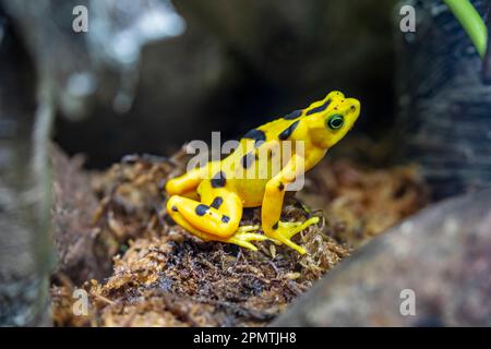 The Panamanian golden frog (Atelopus zeteki) is a species of toad endemic to Panama. inhabit the streams along the mountainous slopes of the Cordiller Stock Photo