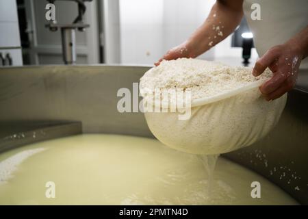 A cheesemaker prepares a form of Parmesan cheese using fresh curd. Cheese-making, separating the curds and whey. Stock Photo