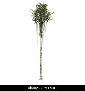 An Agarwood Tree front view isolated on white background Stock Photo ...