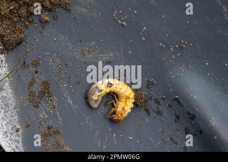 Larva of the underground pest of the vegetable garden - mole cricket. Close-up on the ground. Stock Photo