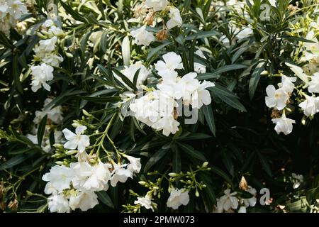 A bush of white flowers with green leaves and the word azalea on the top. Stock Photo