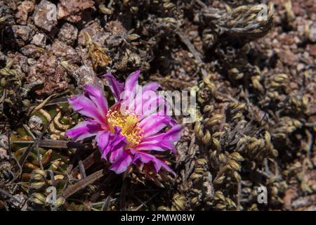 A purple flower of cactus Stenocactus multicostatus Stock Photo