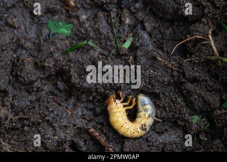 Larva of the underground pest of the vegetable garden - mole cricket. Close-up on the ground. Stock Photo