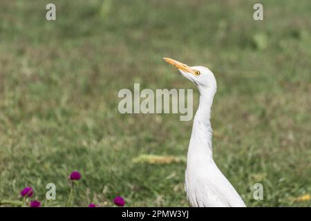 young white reef egret standing in the grass and looking up in egypt Stock Photo