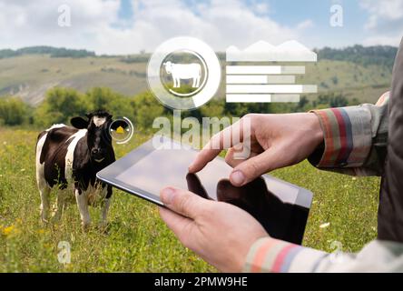 Farmer with tablet computer inspects cows in the pasture. Herd management concept. High quality photo Stock Photo