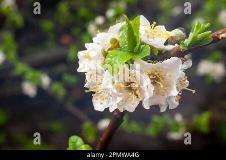 White plum blossoms on a thin branch in raindrops close-up. Spring flowering of an orchard. Stock Photo