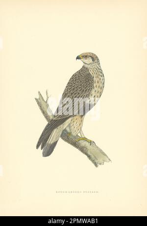 Rough-legged Buzzard. Morris's British Birds. Antique colour print 1903 Stock Photo