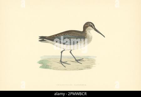 Broad-billed Sandpiper. Morris's British Birds. Antique colour print 1903 Stock Photo