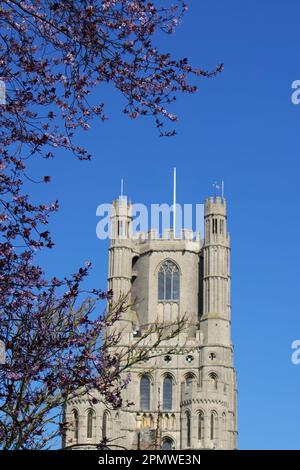 UK, Cambridgeshire - Spring Blossom at Ely Cathedral Stock Photo