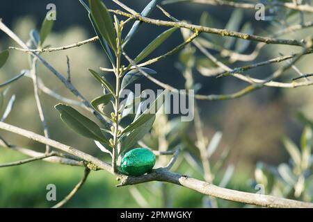 Easter olive; easter chocolate eggs on olive tree branch Stock Photo