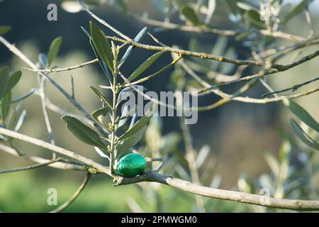 Easter olive; easter chocolate eggs on olive tree branch Stock Photo